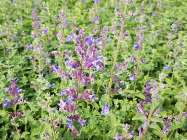 Katzenminze nepeta walkers low